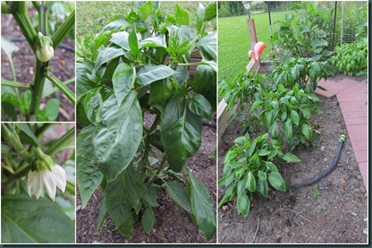 pepper collage2