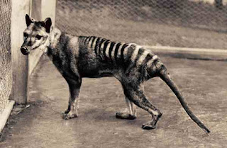 Tasmanian Tiger Thylacine