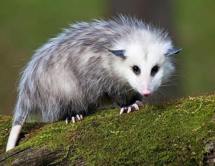  Opossum, Hewan Lucu yang Suka Pura-pura Mati 