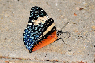 Blue Patterned Butterfly