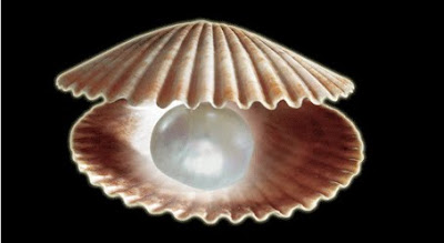 info budidaya ternak Pelecypoda Mollusca Kerang  