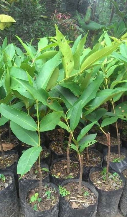 bibit pohon jambu air kingkong cocok untuk ditanam Banjarbaru