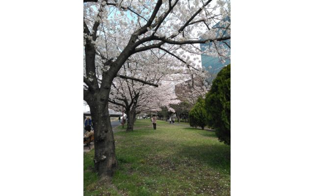 桜の咲く道