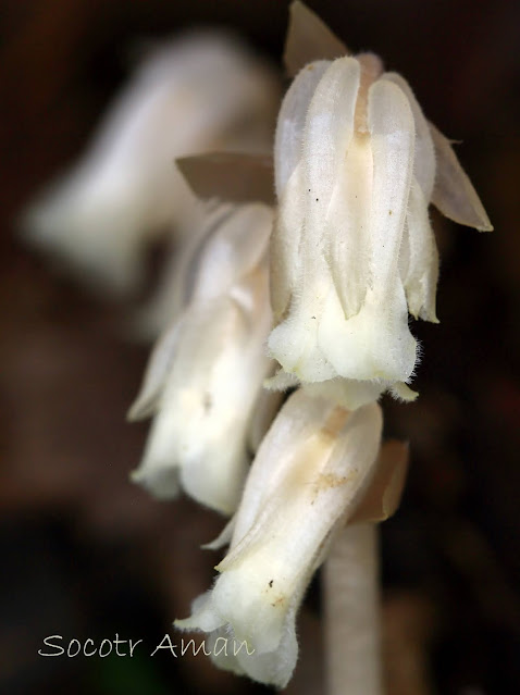 Monotropa hypopithys