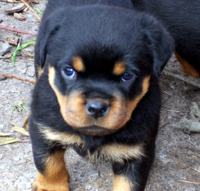 Rottweiler Puppies For Sale Near Me Hoobly