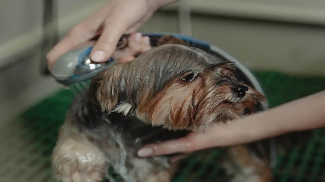 Bathing a Dog