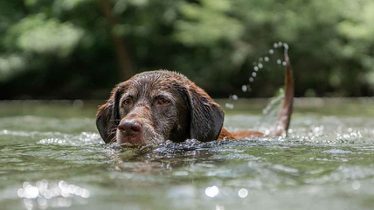 Le chien Berger Australien croisé Labrador: santé, soins et tempérament