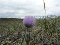 Crocus and Bluerock Mtn