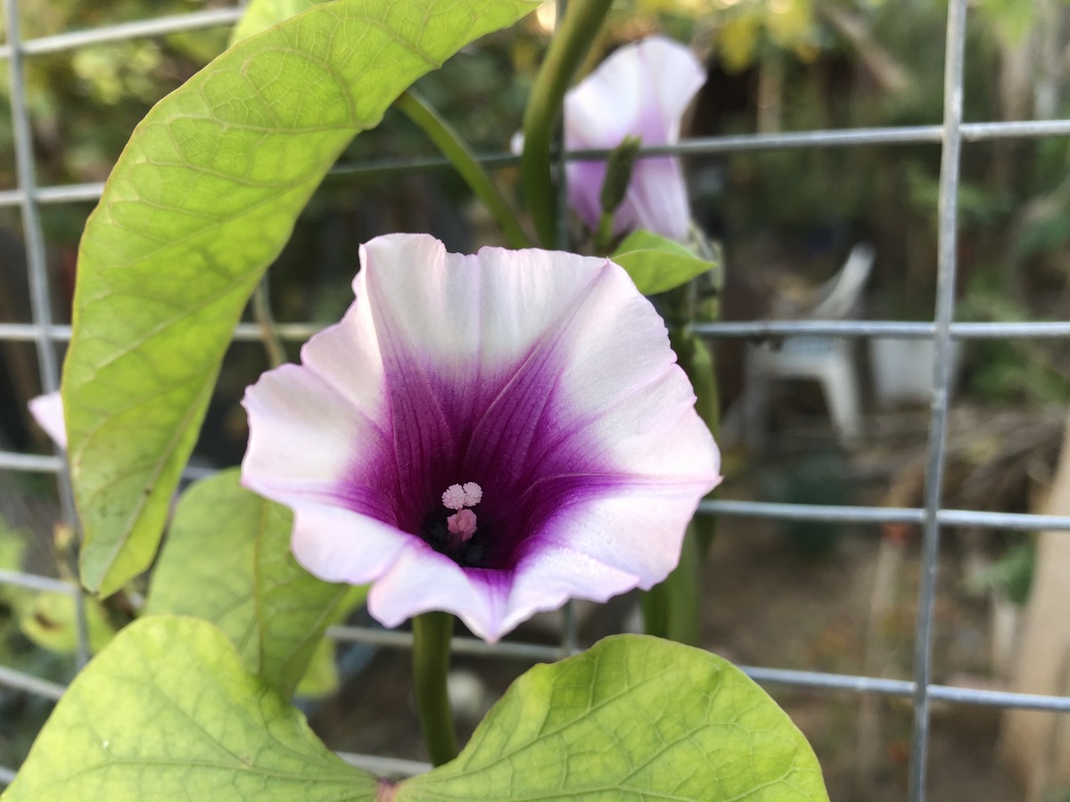 To encourage sweet potato flowering and maximize the chances of enjoying those beautiful blooms in your garden. Opt for sweet potato varieties known to produce blooms, such as Beauregard or Georgia Jet. While not all varieties may flower, selecting those with a higher likelihood increases your chances.