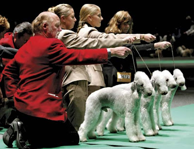 Dog Show