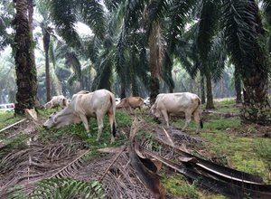 Pemanfaatan Lahan Kelapa Sawit untuk Peternakan Kelapa Sawit