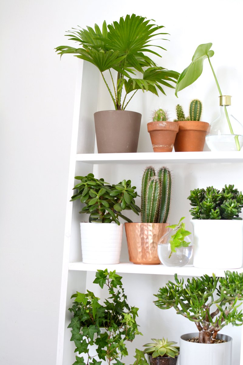 4 ideas for decorating with plants  BURKATRON