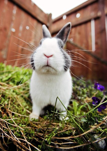 Dutch Rabbit