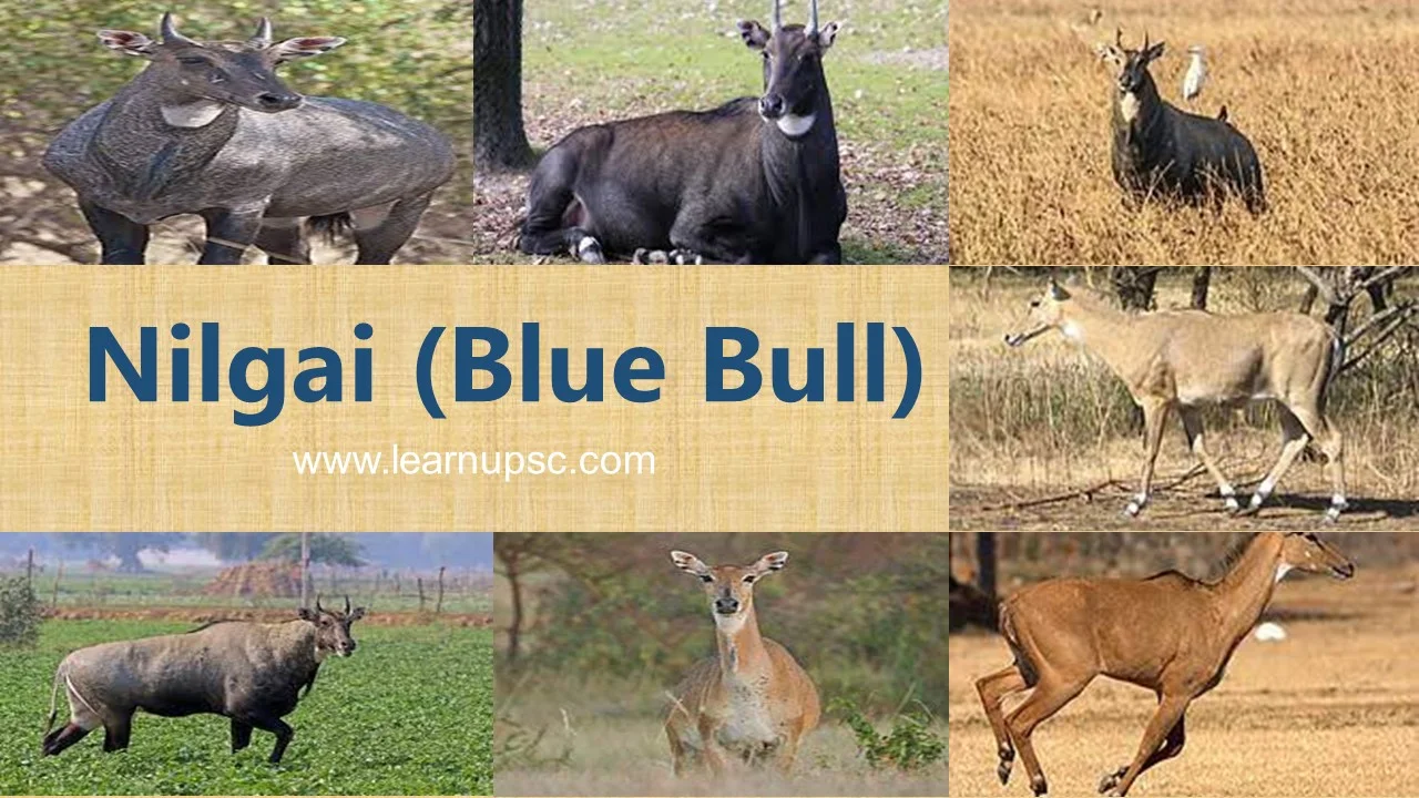 Nilgai (Blue Bull)