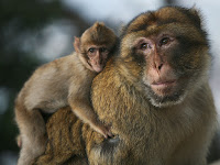 Keeping monkeys as pets to be banned in England under government plans.