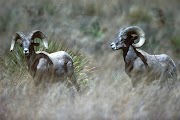 Helicopter crash kills 3 Texas wildlife workers during survey of bighorn sheep