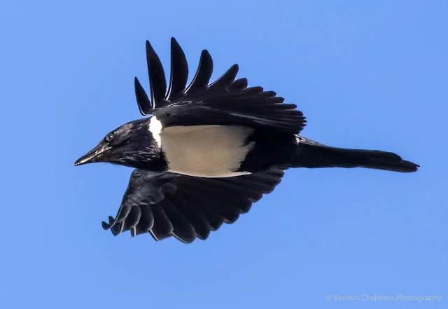 Pied Crow in Flight Diep River Woodbridge Island Vernon Chalmers Photography