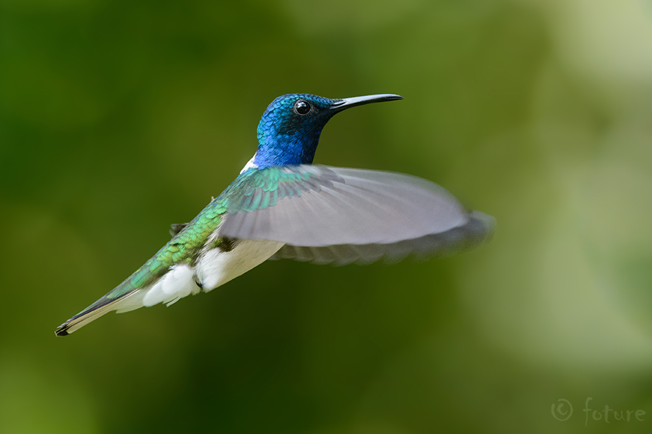 Pugalkoolibri, Florisuga mellivora, White-necked Jacobin