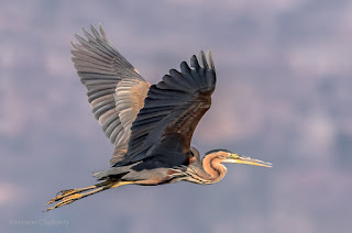 Purple Heron in Flight - Woodbridge Island, Cape Town