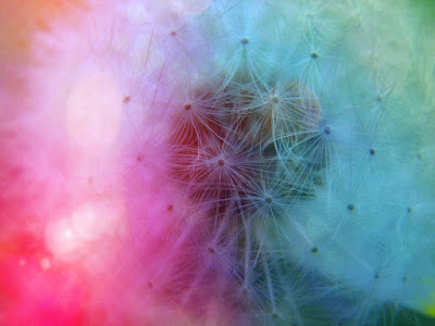 colors, abstract, dandelion, rainbow, magic, gradient