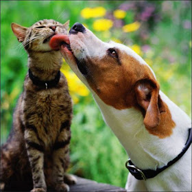 funny animal pictures, dog licks cat