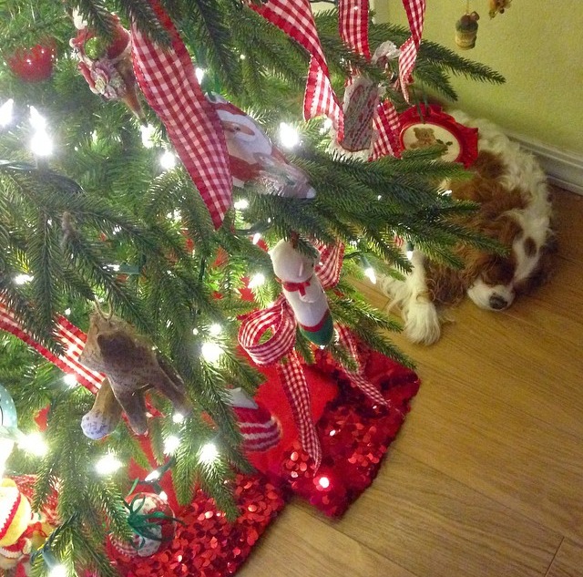 Blenheim Cavalier King Charles Spaniel sleeping under Christmas tree