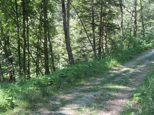 Mezzo'Ombra ai Margini di un Bosco