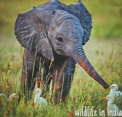 Wildlife in india