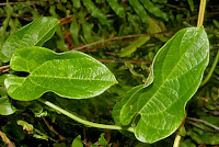 Aristolochia acuminata