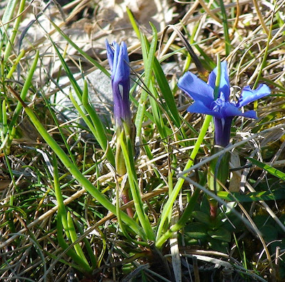 Spring Gentian (Gentiana verna)