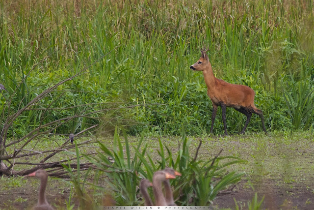 Ree - Roe Deer - Capreolus capreolus