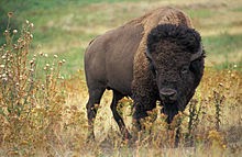 http://www.statesymbolsusa.org/Oklahoma/bison_buffalo.html