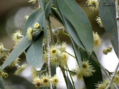 Eucalyptus - Corymbia citriodora