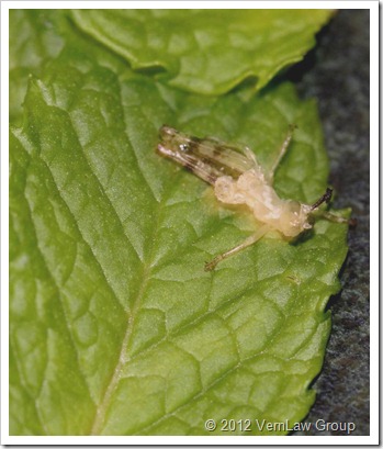 GrasshopperIMG_0406 (2)