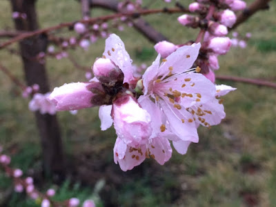 Avoid Pruning In Wet Weather