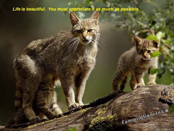 Life is beautiful. You must appreciate it as much as possible.