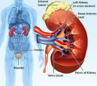 Researchers discover drug that could treat diabetes kidney disease.