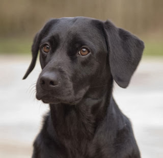 cechy rasy, charakteru, czy jest dla mnie, jak wybrać, Krótko o rasach, Labrador retriever, lubi dzieci, szkolenie, Wrocław, wychowanie, 