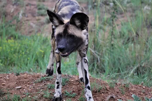 Top 12 fastest land animals in the world