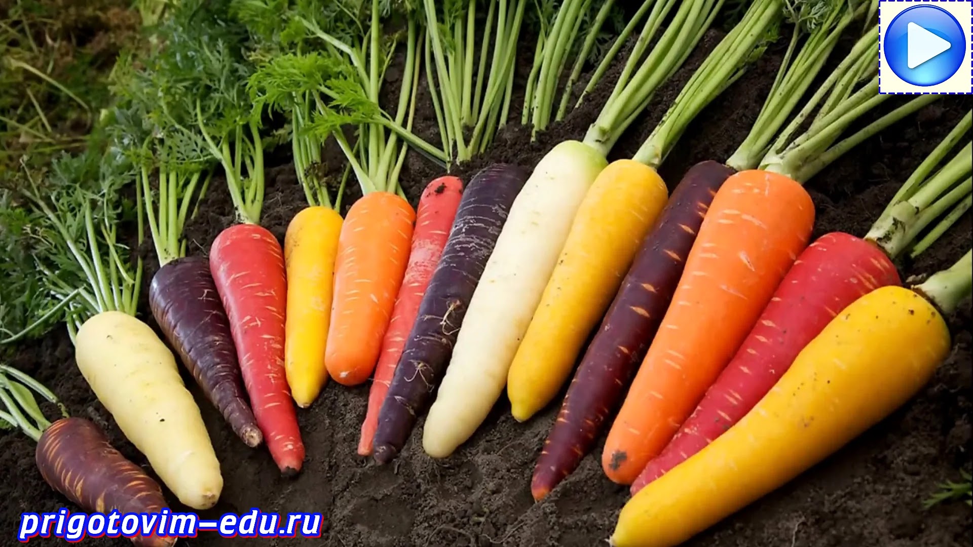 Морковь - интересные факты, её история и польза