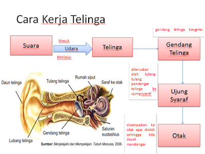 Hasil gambar untuk mekanisme pendengaran pada manusia