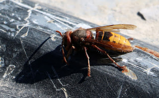 This hornet took refuge in the truck bed of Thomas