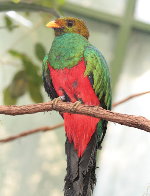 Quetzal