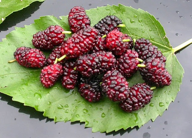 Morus alba fruit