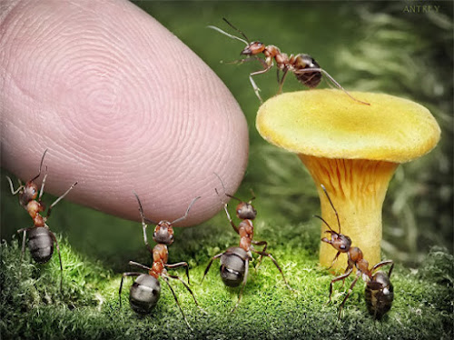 Incredible Macro Ant World
