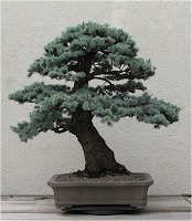 Cedrus libani var. atlantica