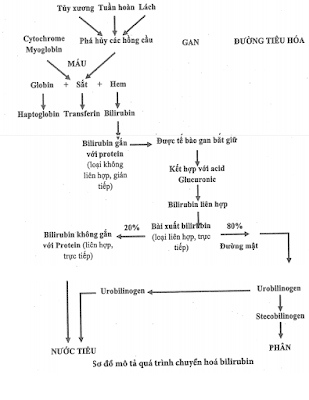 sơ đồ chuyển hóa của bilirubin