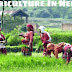 Agriculture, The Pillar of Nepalese Economy