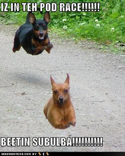 Dog Funny Picture