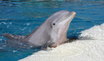 Bottlenose Dolphin